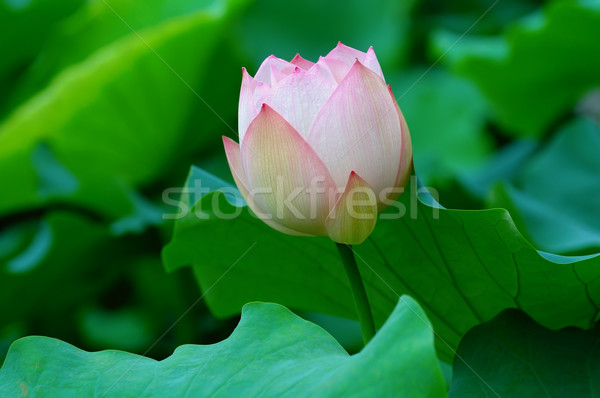 Kleur licht roze voorjaar blad Stockfoto © tito