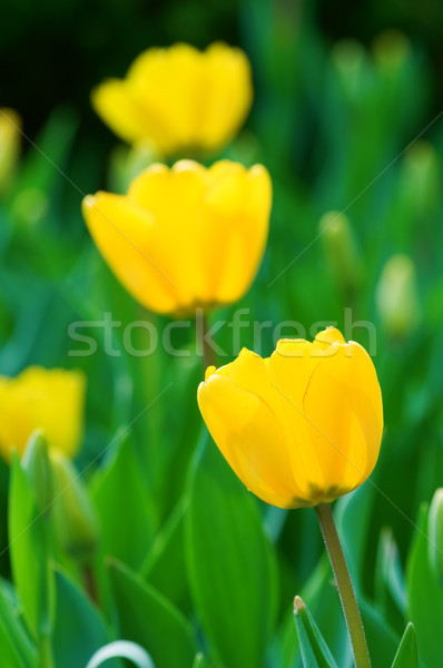 Tulpe Blumen schließen Ansicht gelb Tulpen Stock foto © tito