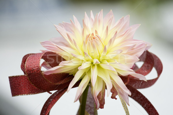 Dalya çiçek güzel sarı şerit Stok fotoğraf © tito