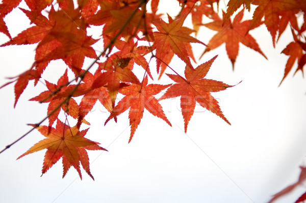 клен красный деревья Японский саду белый Сток-фото © tito
