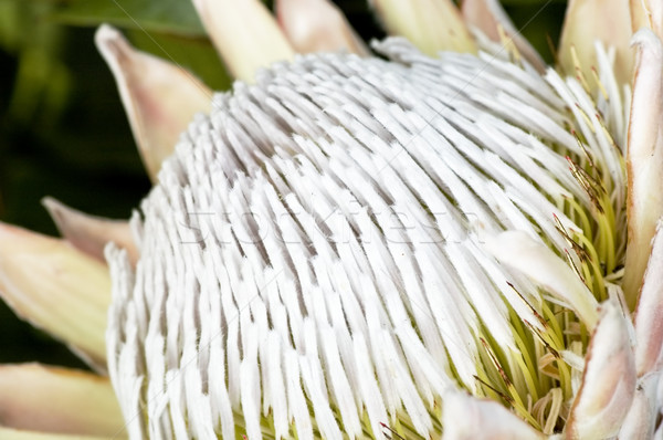 Blooming protea pincushion Stock photo © tito