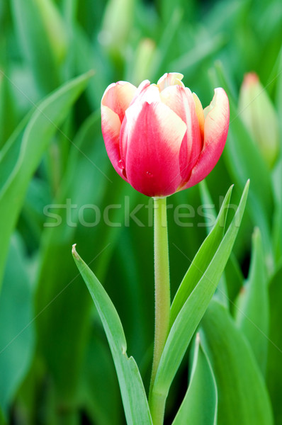 Tulp bloemen sluiten roze tulpen Stockfoto © tito