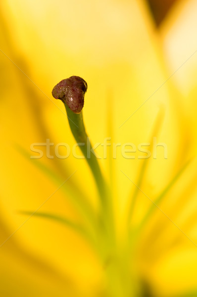 Stamen of yellow Lily Stock photo © tito