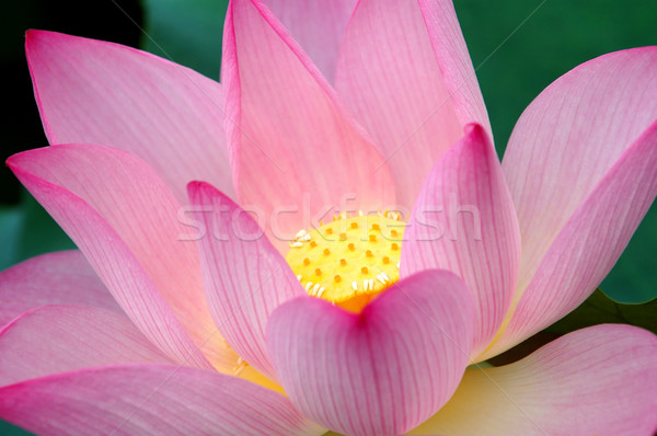 Closeup of blooming lotus flower Stock photo © tito