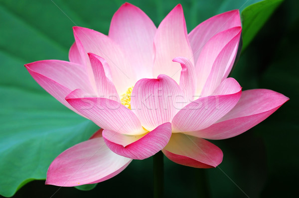 Blooming lotus flower Stock photo © tito