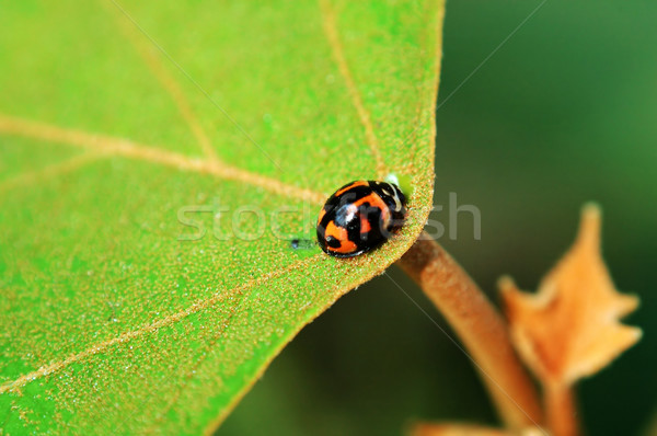 Ladybird on center of leaf Stock photo © tito