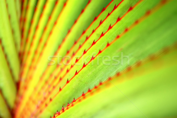 Bladeren patroon agave abstract natuur blad Stockfoto © tito