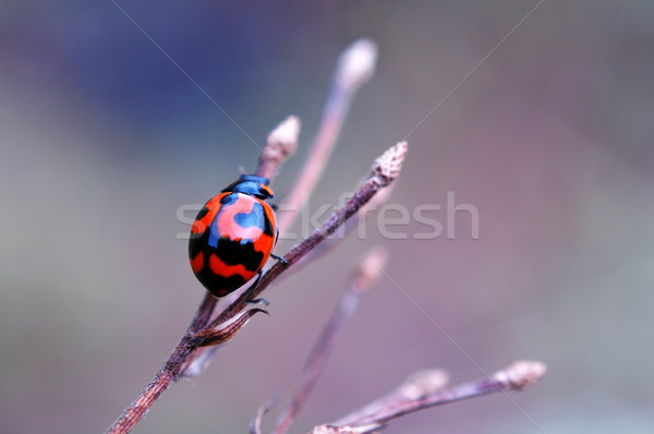 Ladybird usuce alpinism in sus top ramură Imagine de stoc © tito