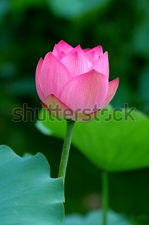 Lotus flower Stock photo © tito