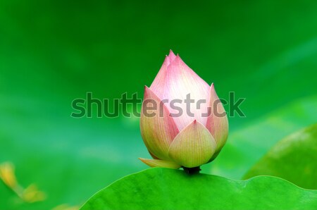 Lotus flower Stock photo © tito