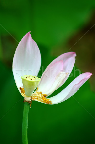 Petals of lotus Stock photo © tito