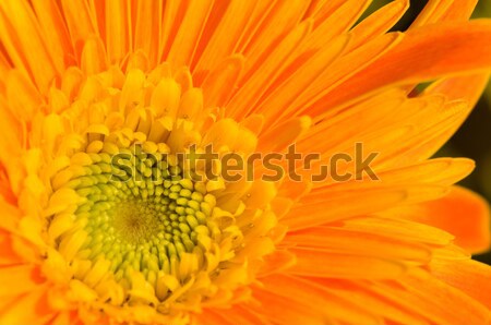 Orange marguerite Stock photo © tito
