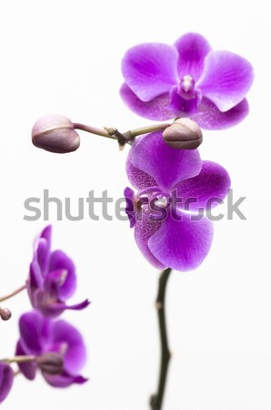 Orchidee bloem geïsoleerd witte roze natuur Stockfoto © tito