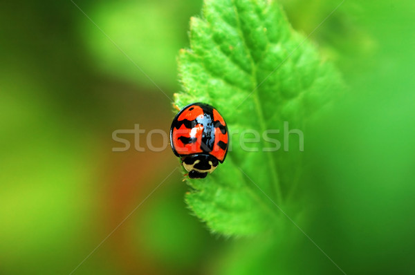 Ladybird frunze mic odihna primăvară fundal Imagine de stoc © tito