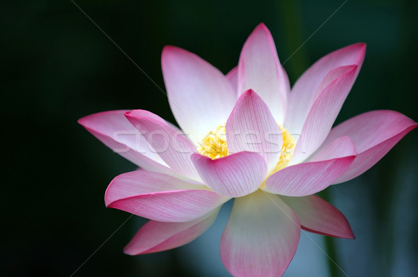 Lotus flower over dark background Stock photo © tito