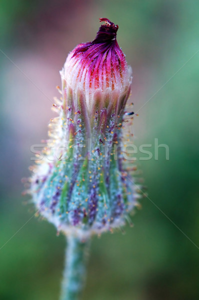 Blossom of asteraceae plant Stock photo © tito