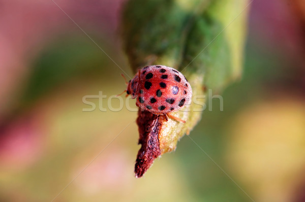 Small ladybug Stock photo © tito