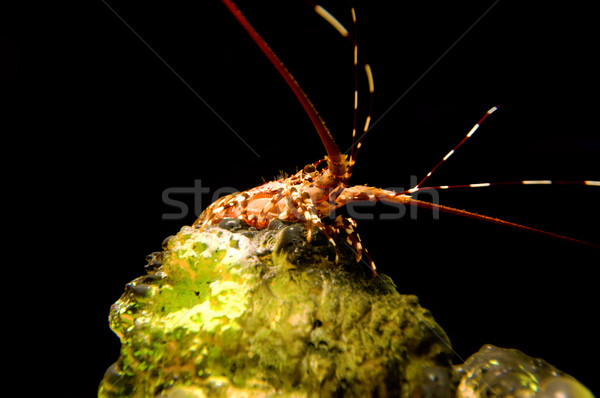 Corail homard photo couleur noir eau [[stock_photo]] © tito