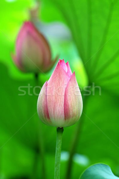 Stok fotoğraf: Pembe · lotus · çiçekler · iki · bahar · yaprak