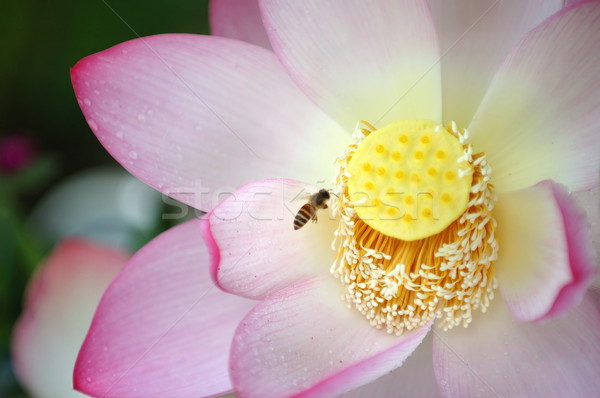 Blooming lotus flower and a bee Stock photo © tito