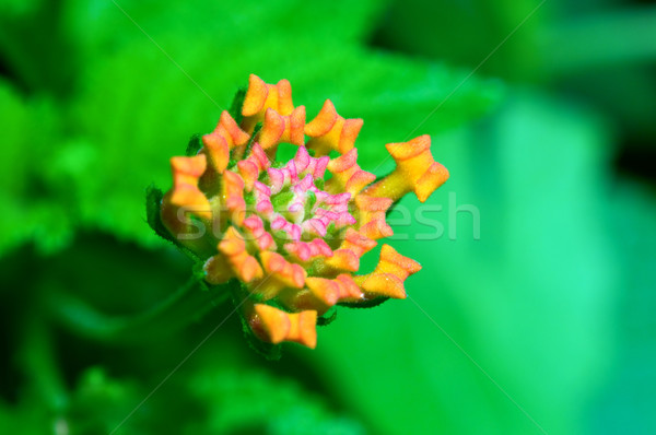 Natuur tuin schoonheid kleur plant Stockfoto © tito