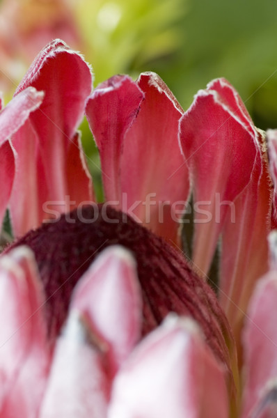 Close up blooming protea Stock photo © tito