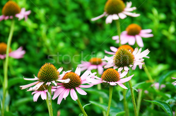Roze bloemen groene tuin Stockfoto © tito