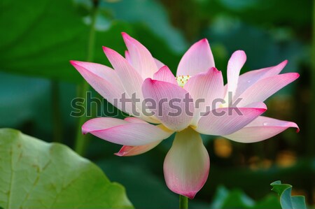 A bloomed lotus flower Stock photo © tito