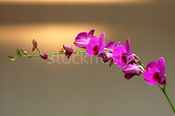 Roze orchidee shot bloem tuin Stockfoto © tito