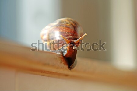 A slithered snail Stock photo © tito