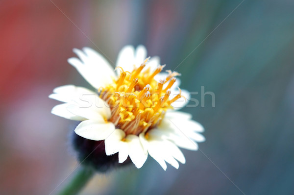 Cute weg bloem zonneschijn najaar witte Stockfoto © tito
