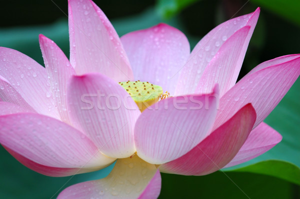 Stock photo: Closeup of blooming lotus flower