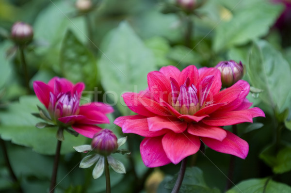 Dalya çiçekler güzel pembe kırmızı Stok fotoğraf © tito