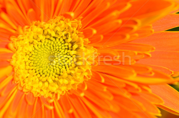 Orange marguerite Stock photo © tito