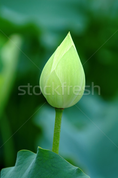 Lotus bud vicino shot verde foglia Foto d'archivio © tito
