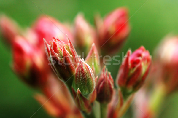 Bud impianto rosso colore fiore Foto d'archivio © tito