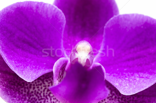 Orchidee bloem roze natuur blad Stockfoto © tito