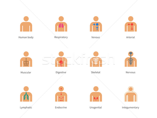 Menschlichen Körper Anatomie Farbe Symbole weiß Stock foto © tkacchuk