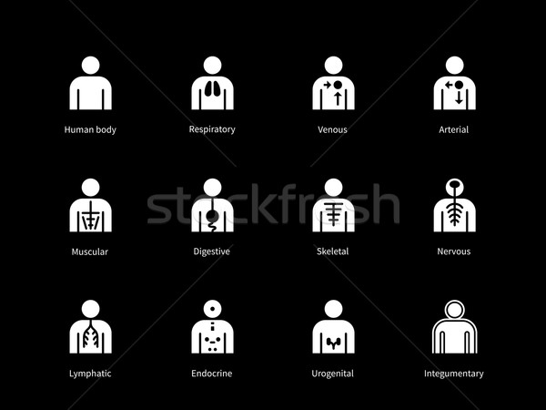 Systems of human body, digestive, arterial, venous icons on black background. Stock photo © tkacchuk