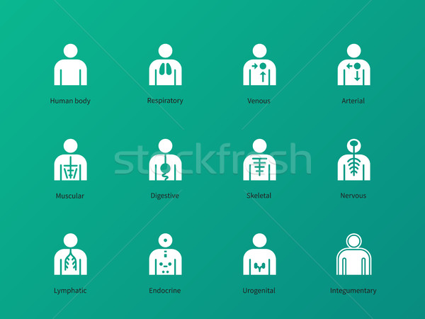 Human body systems pictograms on green background. Stock photo © tkacchuk