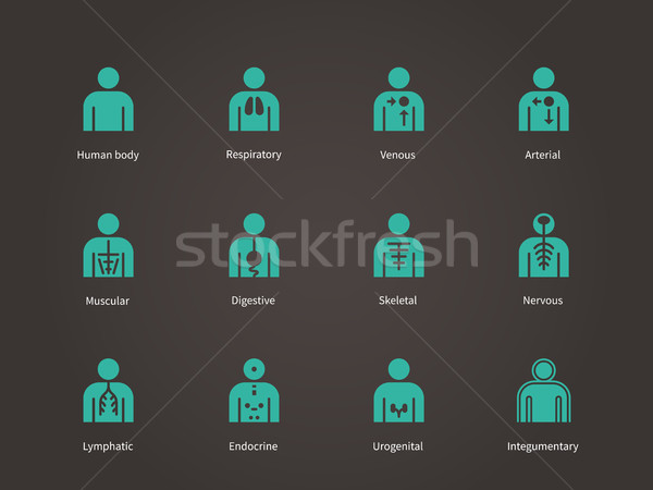 Anatomy Human Systems icons set. Stock photo © tkacchuk