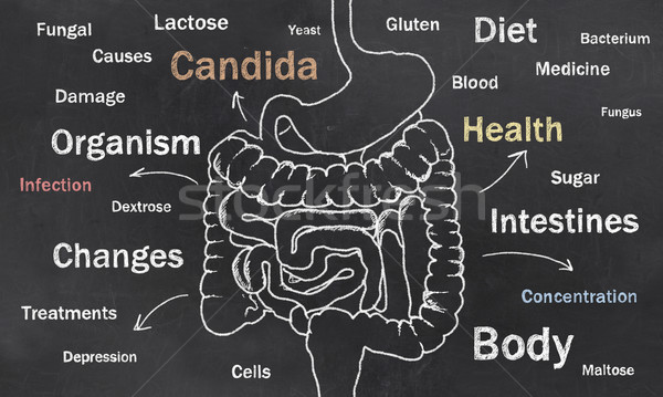 Stock photo: Intestines Sketch with Words
