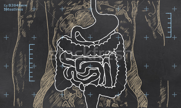 Imagine de stoc: Intestine · schiţă · Xray · om · corp · sănătate