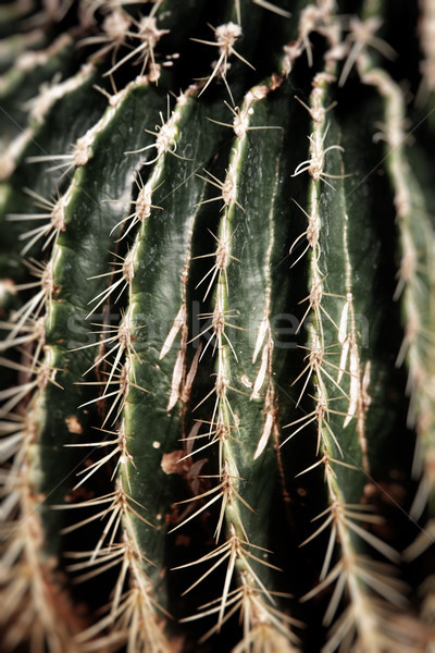 Cactus woestijn plant groene sappig plantkunde Stockfoto © tlorna