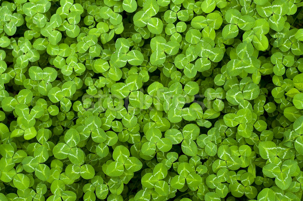 Koniczyna wibrujący zielone tekstury streszczenie Zdjęcia stock © tmainiero