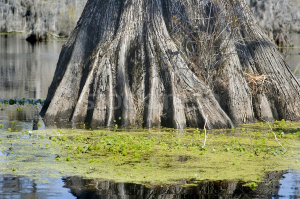 Cyprys korzenie starożytnych drzewo bagno wody Zdjęcia stock © tmainiero