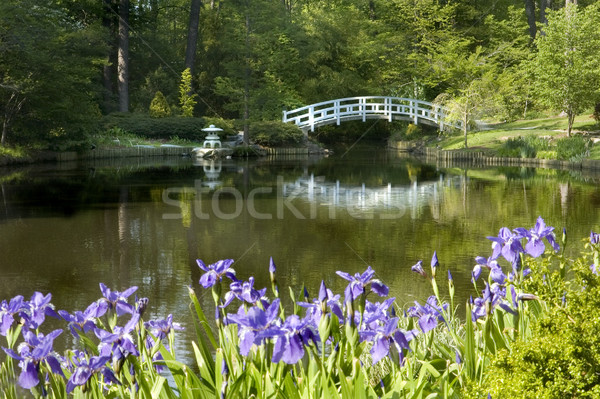 Japanisch Garten Mond Brücke lila Stock foto © tmainiero