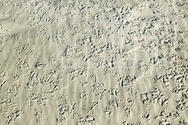 Madár lábnyomok sirály homok absztrakt háttér Stock fotó © tmainiero