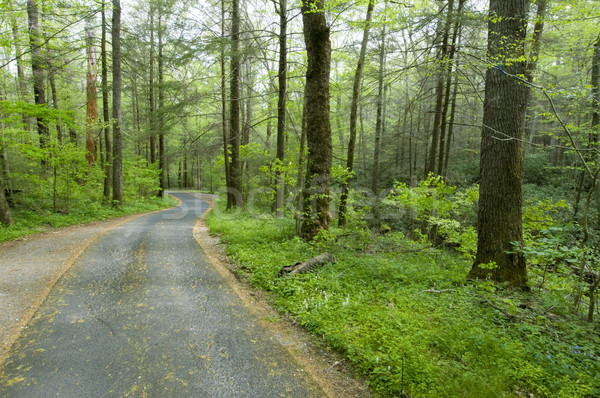 Orman yol motor doğa iz Stok fotoğraf © tmainiero