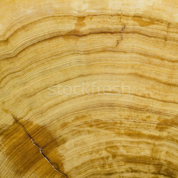 Tekstury mocno pierścienie rok starych cyprys Zdjęcia stock © tmainiero